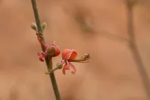 Capparis decidua flowers