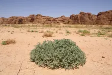 Whole plant