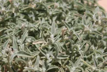 Morettia parviflora flowers