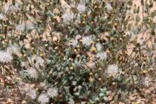 Senecio flavus fruits and flowers