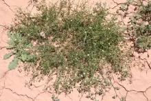 Whole plant