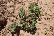 Whole plant