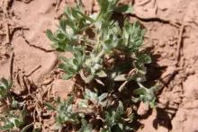 Whole plant