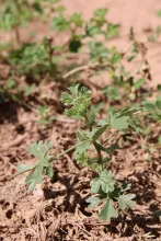 Whole plant