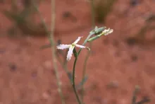 Matthiola longipetala subsp. livida flower