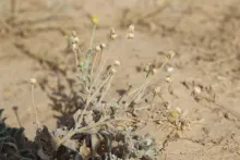 Whole plant