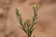 Iphiona scabra flowers