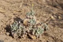Whole plant