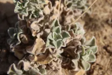 Pulicaria guestii leaves