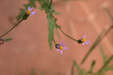 Senecio hoggariensis flowers