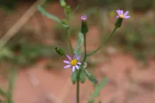 Senecio hoggariensis flowers
