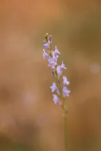 Lavandula coronopifolia flowers
