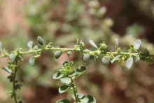 Andrachne telephioides flowers and fruits
