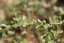 Andrachne telephioides flowers and fruits