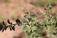 Andrachne telephioides flowers and fruits