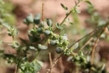 Andrachne telephioides flowers and fruits