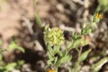 Calendula tripterocarpa fruit