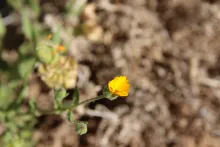 Calendula tripterocarpa fruit and flower