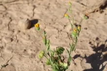 Whole plant