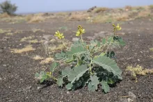 Whole plant