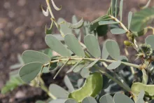 Senna italica leaf