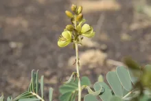 Senna italica flowers