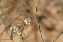 Calligonum comosum flowers