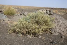 Whole plant