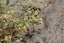 Flower of Achillea fragrantissima
