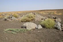 Achillea fragrantissima in its immediate surroundings