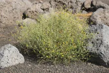 Whole plant