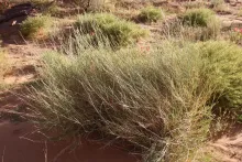 Whole plant