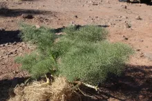 Ferula sinaica leaves