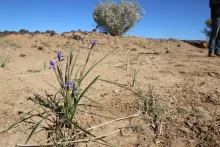 Whole plant