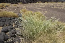 Whole plant