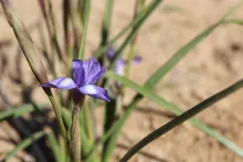 Moraea sisyrinchium flower