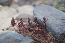 Whole plant