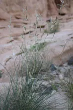 Whole plant