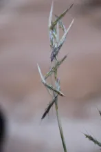 Cymbopogon schoenanthus flowers