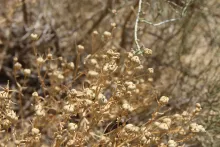 Peganum harmala fruits