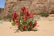 Whole plant