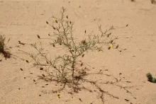 Whole plant