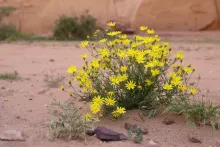 Whole plant