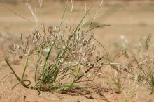 Whole plant
