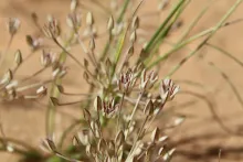 Flowers of Allium sindjarense