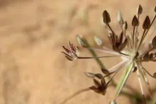 Flowers of Allium sindjarense