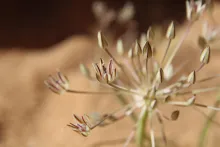 Flowers of Allium sindjarense