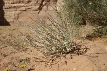 Whole plant