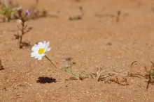 Anthemis deserti flower