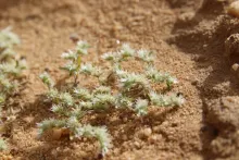 Whole plant
